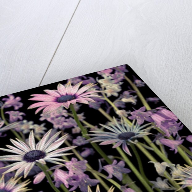 Meadow flowers by Assaf Frank